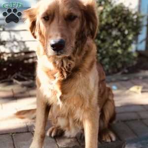 Daphne, Golden Retriever Puppy